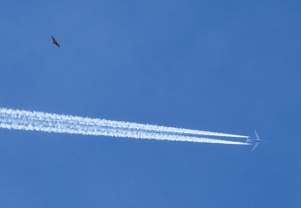 2 Vgel (wahrscheinlich Falke und A 320) im Luftraum ber Euskirchen - 14.10.2011