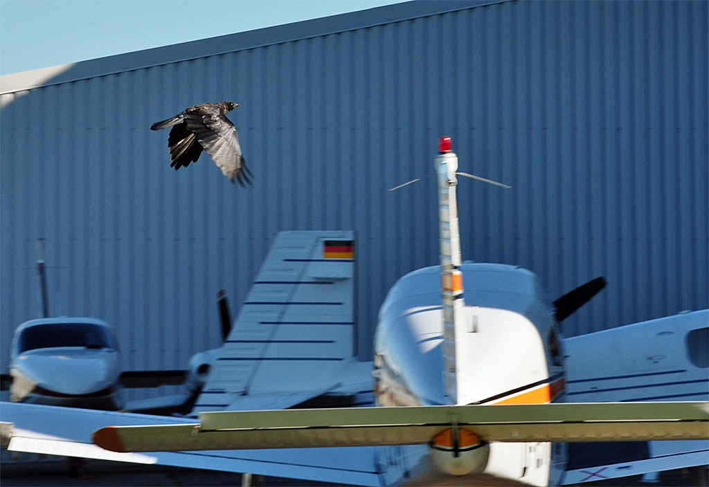 Rabe berfliegt Blech-Konkurrenz (PA-28) auf dem Flugplatz Bonn-Hangelar - 30.09.2011