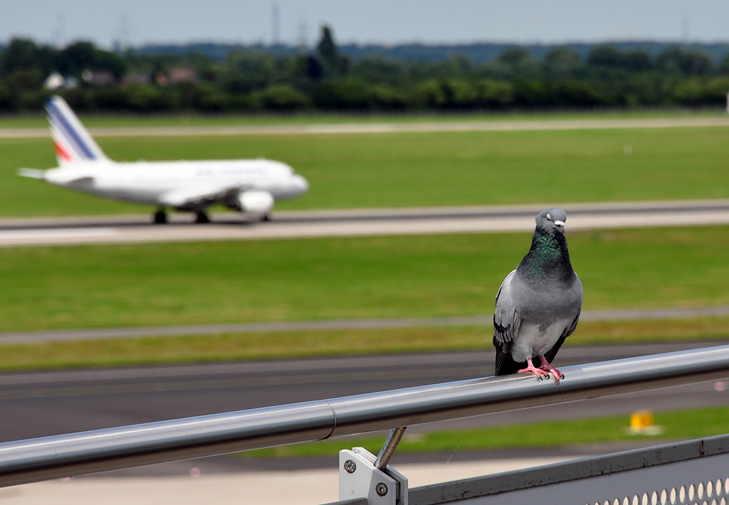 Zwei Vgel am Flughafen Dsseldorf - scharf die Taube, unscharf der Airbus - 24.07.2012