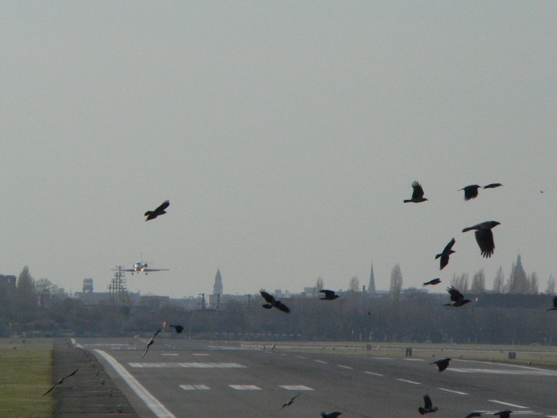 Eine landende Maschine vertreibt die V�gel. 17.2.2007 