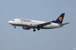 Aus Frankfurt komment setzt die 737-300 D-ABXR  Celle  der Lufthansa zur Landung in Dresden an.