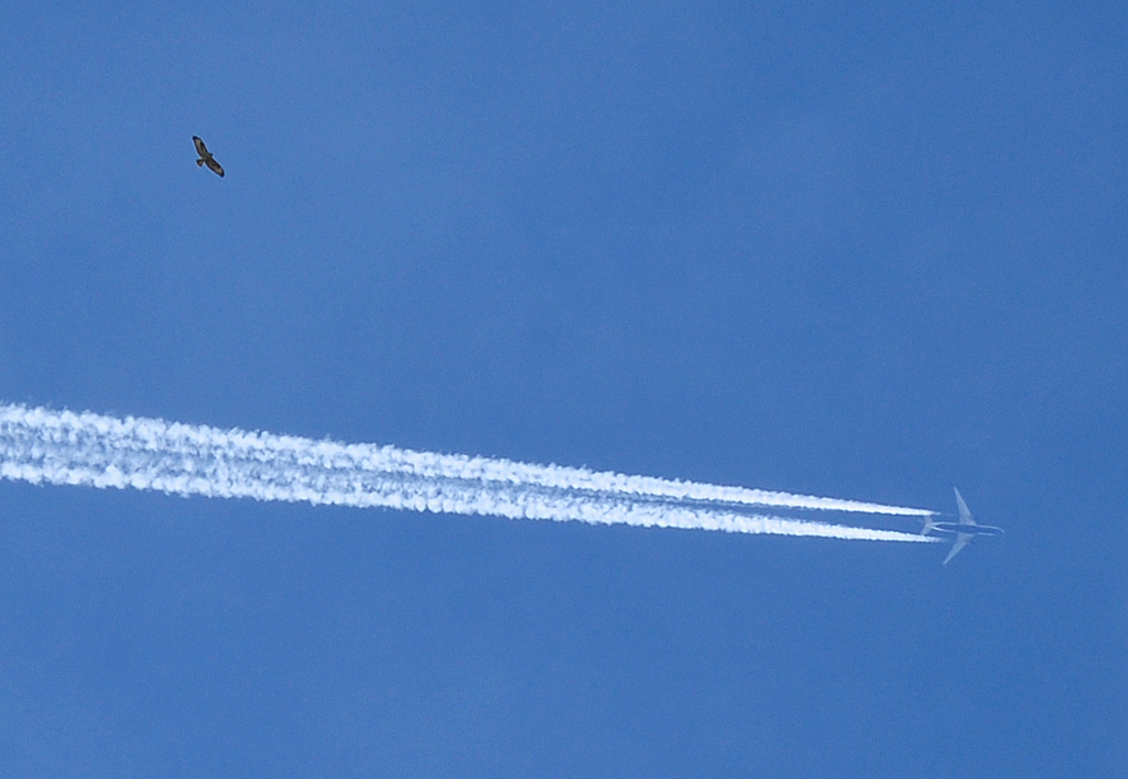 2 Vgel (wahrscheinlich Falke und A 320) im Luftraum ber Euskirchen - 14.10.2011