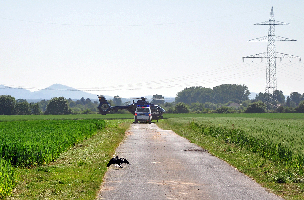 EC 135 der Bundespolizei bei einer Auenlandung im Kreis Euskirchen, argwhnisch beobachtet von einem  ortsansssigen  Raben - 25.05.2011