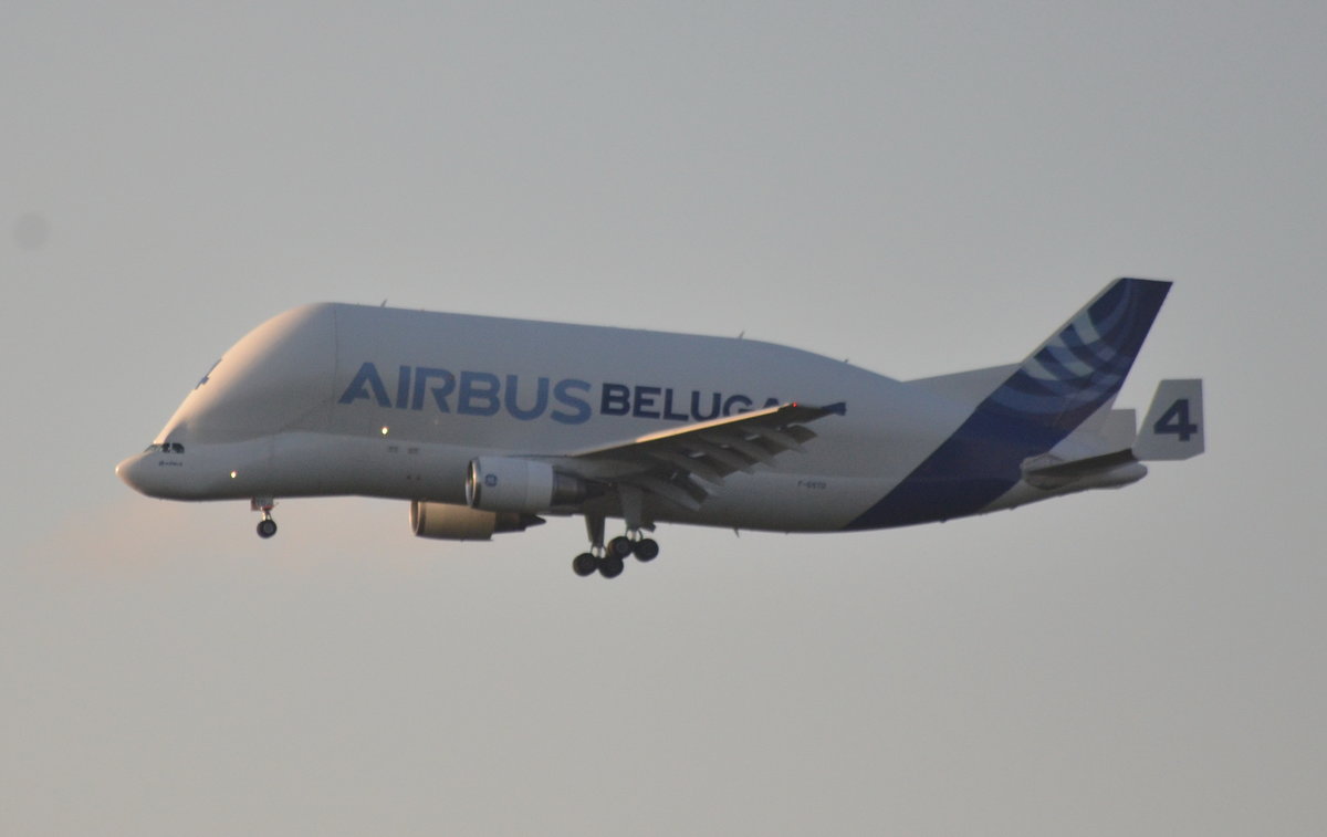 Der Airbus A300-600ST Beluga 4 fliegt am 12.09.2019 gerade bei Finkenwerder über die Elbe. Reg.: F-GSTA.