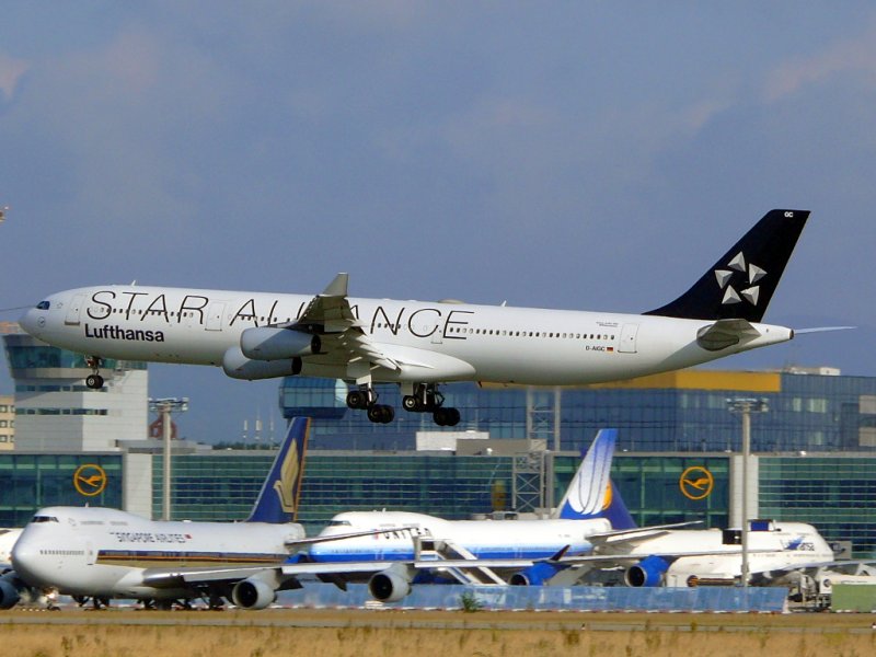 ein Airbus A340-311 in Star Alliance bemalung der deutschen Lufthansa am 9.8.2008 in Frankfurt