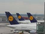 Drei Heckleitwerke von A380 der Lufthansa am 16.04.11 in Frankfurt 