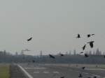 Eine landende Maschine vertreibt die Vögel. 17.2.2007