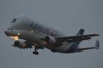 Airbus Beluga (Nr.3) im Landeanflug auf das Werk in Finkenwerder am 26.11.12