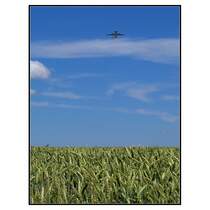 Flugzeug ber Getreidefeld. 17.6.2007 (Jonas)